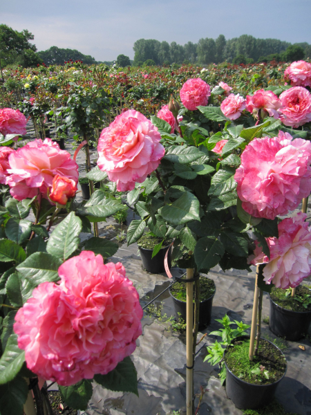 Rosa Augusta Louise